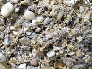 Surtita à a scuperta di u bramitu... u gritu prufondu di u cervu di Corsica Surtita à a scuperta di u bramitu... u gritu prufondu di u cervu di Corsica